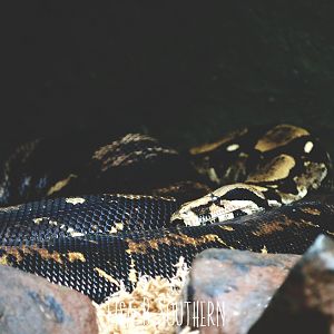 Boa Constrictor