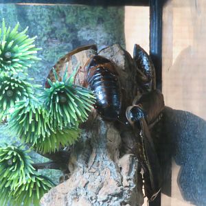 Madagascar Hissing Cockroaches