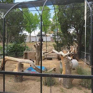 Abyssinian Ground Hornbill Aviary