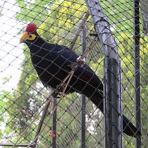 Lady Ross's Turaco