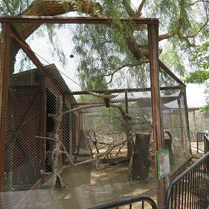 Harris's Hawk Aviary