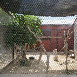Great Horned Owl Aviary