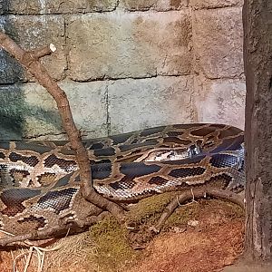 Burmese Python