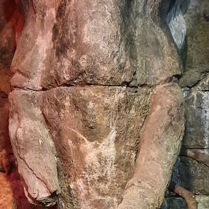 Elephant Temple Ruins