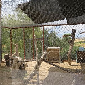 Turkey Vulture Aviary