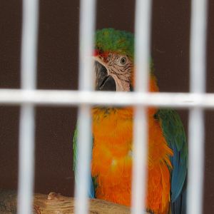 Catalina Macaw Hybrid