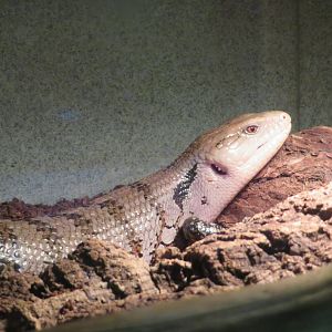 Tanimbar Blue-tongued Skink
