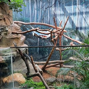 Red Tree Kangaroo Exhibit