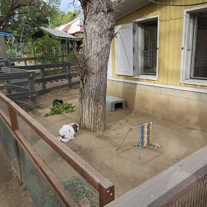 Domestic Rabbit Exhibit