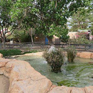 Red-eared Slider Pond