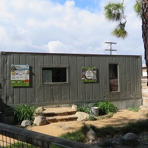 Mountain Yellow-legged Frog Pod