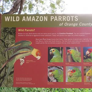 Signage about Local Feral Parrots