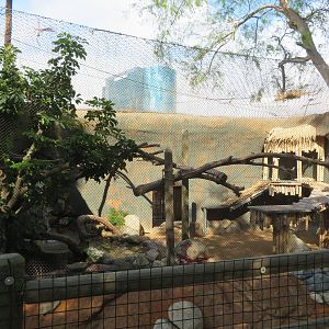 Binturong Exhibit