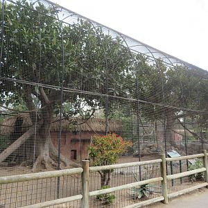 Guereza Colobus Exhibit