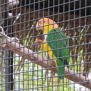 White-bellied Caique