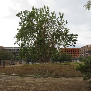 Guanaco/Rhea Exhibit