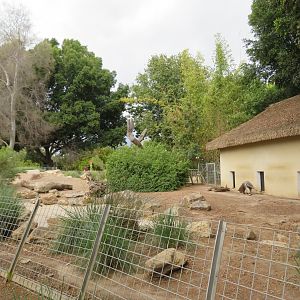 Giant Anteater Exhibit