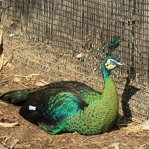 Green Peafowl (unsigned)