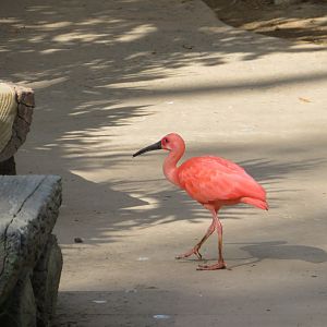 Young Scarlet Ibis