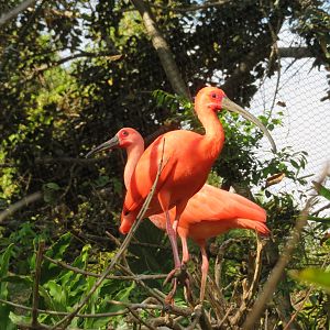 Young and Adult Scarlet Ibis