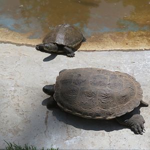 Chinese Stripe-necked Turtles