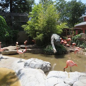 American Flamingo Pool