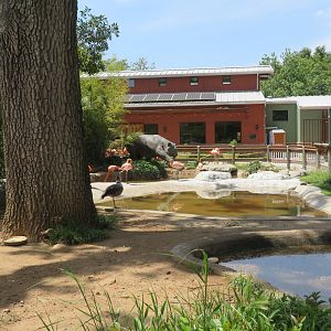 American Flamingo Yard
