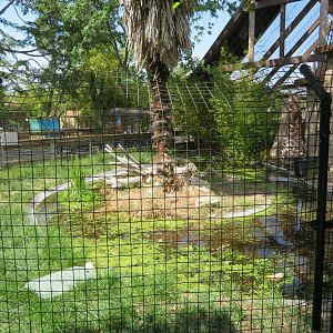 American Alligator Exhibit