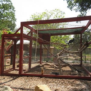 Great Curassow Exhibit