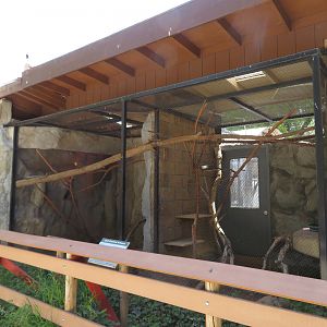 Curl-crested Aracari Exhibit
