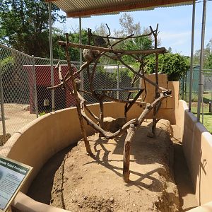 Prehensile-tailed Porcupine Exhibit