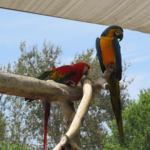 Macaws