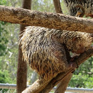 Prehensile-tailed Porcupine