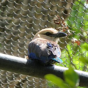 Blue-bellied Roller