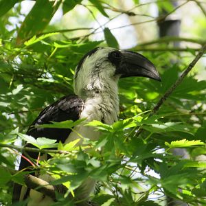 Von der Decken's Hornbill