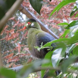 White-cheeked Turaco