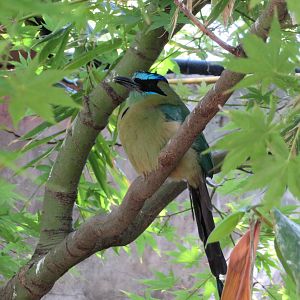 Amazonian Blue-crowned Motmot
