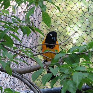 Venezuelan Troupial