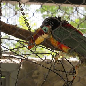 Curl-crested Aracari