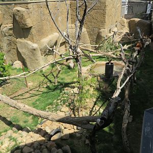 Red Panda/Muntjac Exhibit