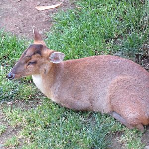 Reeves' Muntjac