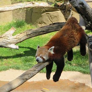 Red Panda
