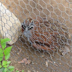 Madagascar Partridge