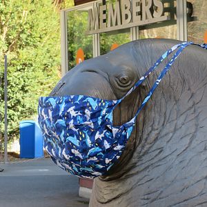 Walrus Being COVID Safe