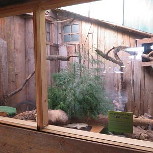 Virginia Opossum Exhibit