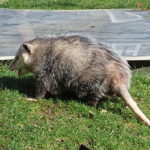 Virginia Opossum
