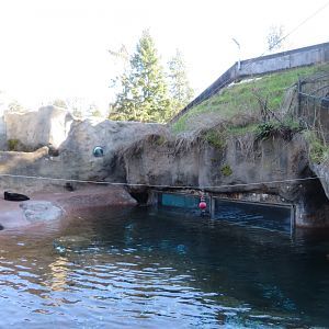 Sea Otter Pool