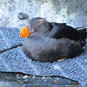 Tufted Puffin