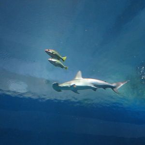 Scalloped Hammerhead Shark