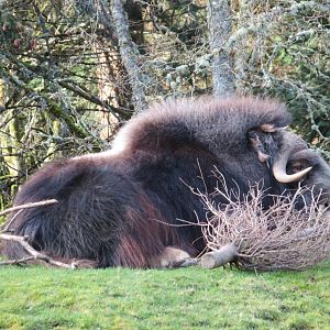 Muskox